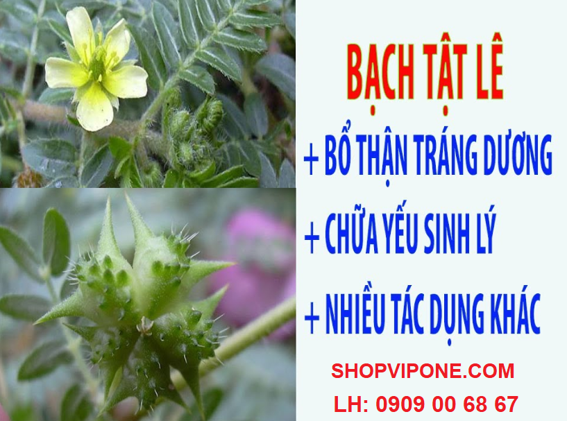 bạch tật lê