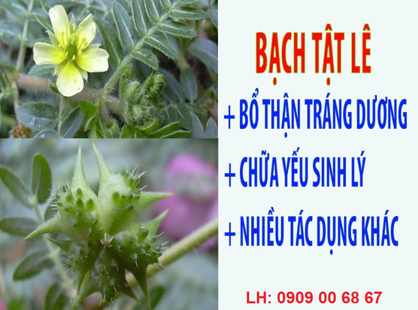 Công Dụng Tuyệt Vời Của Bạch Tật Lê Trong Hammer Of Thor