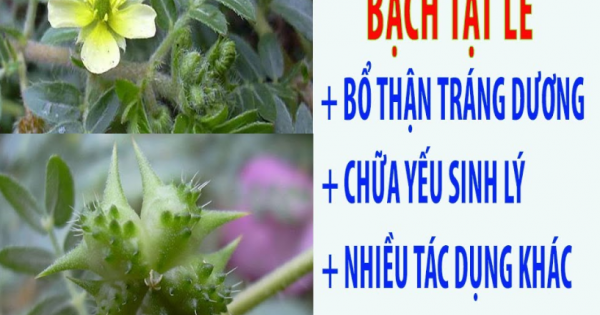 Công Dụng Tuyệt Vời Của Bạch Tật Lê Trong Hammer Of Thor